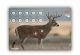 Allen EZ-Aim Non-Adhesive Splash Whitetail Deer Target