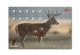 Allen EZ-Aim Paper Four Colour Target - Whitetail Deer