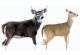 Montana Decoy Dream Team Buck & Doe Decoys