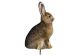 Montana Decoy Miss Hoptober Rabbit Decoy