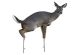 Montana Decoy Estrus Betty Whitetail Decoy