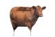 Montana Decoy Big Red Moo Cow Decoy