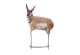 Montana Decoy Eichler Antelope Decoy with Quickstand