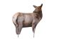 Montana Decoy Rocky Mountain Elk Foundation Cow Elk Decoy