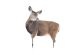 Montana Decoy Miss Muley Mule Deer Decoy