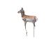 Montana Decoy Antelope Fawn Predator Decoy