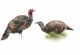 Montana Decoy Purr-Fect Pair XD Turkey Decoys